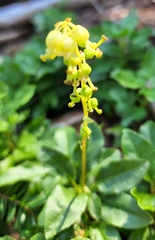 Orthilia secunda