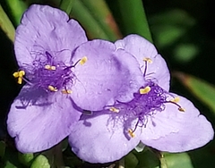 Tradescantia subaspera