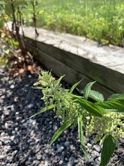 Urtica dioica