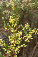 Acacia myrtifolia