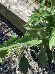 Urtica dioica