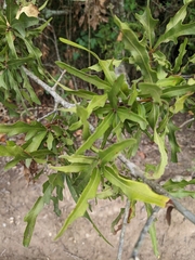 Quercus phellos