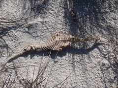 Phyllopteryx taeniolatus