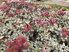 Eriogonum latifolium