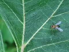Condylostylus caudatus