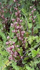 Pyrola grandiflora