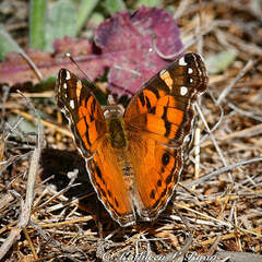 Vanessa virginiensis
