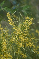Acacia mucronata longifolia