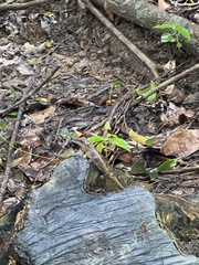 Diploderma swinhonis