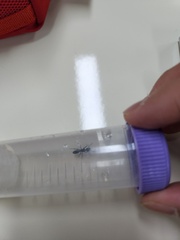 Ectomomyrmex javanus