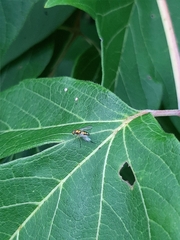 Condylostylus caudatus