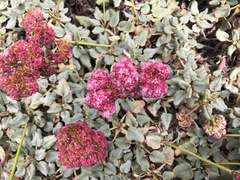 Eriogonum latifolium