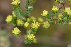 Pimelea flava flava