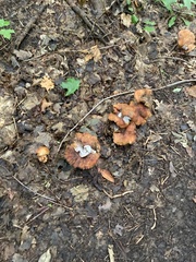 Boletinellus merulioides