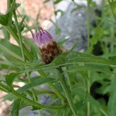 Centaurea nigra