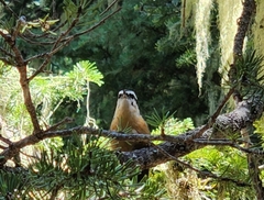 Sitta canadensis