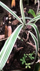 Chlorophytum comosum