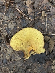 Boletinellus merulioides