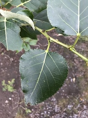 Populus balsamifera