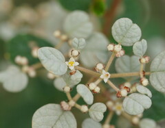Spyridium parvifolium