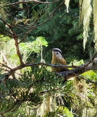Sitta canadensis