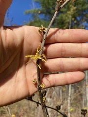 Hamamelis virginiana