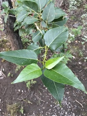 Populus balsamifera