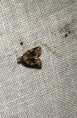 Platynota exasperatana