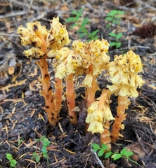 Monotropa hypopitys