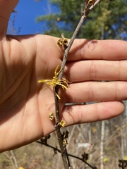 Hamamelis virginiana