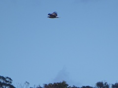 Haliaeetus leucogaster