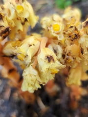 Monotropa hypopitys