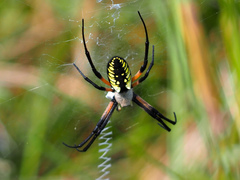 Argiope aurantia