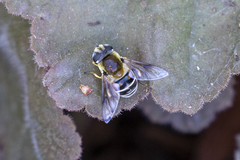 Eristalis stipator