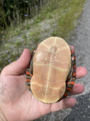 Chrysemys picta marginata