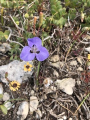 Moraea calcicola