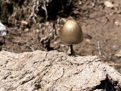 Panaeolus papilionaceus