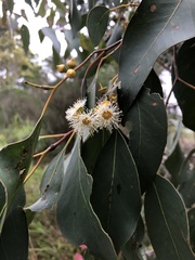 Eucalyptus ovata