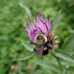 Centaurea nigra