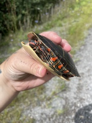 Chrysemys picta marginata