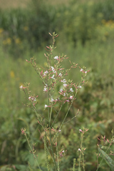 Oenothera gaura