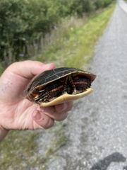 Chrysemys picta marginata