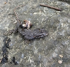 Sceloporus undulatus