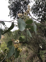 Eucalyptus ovata