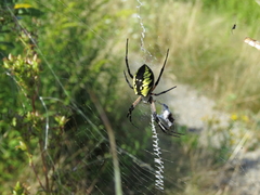 Argiope aurantia