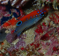Stegastes adustus