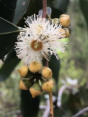 Eucalyptus ovata