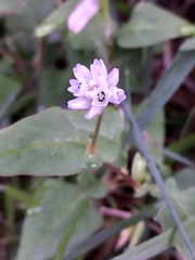 Persicaria runcinata