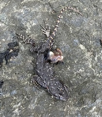 Sceloporus undulatus