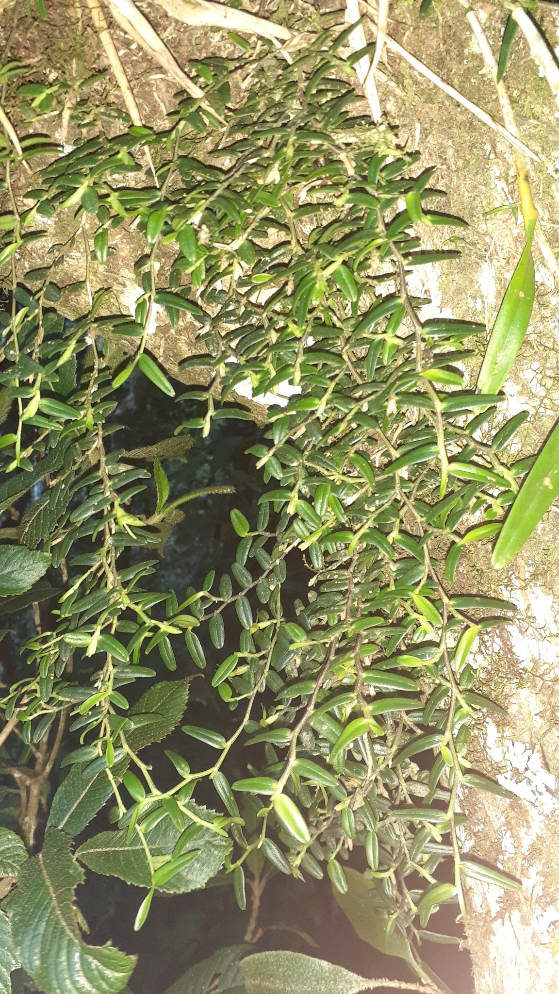Epidendrum repens Cogn. 3